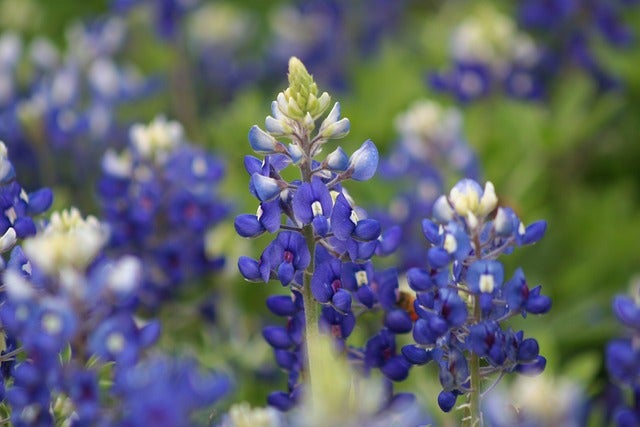Things To Do Near Me in Fredericksburg, TX